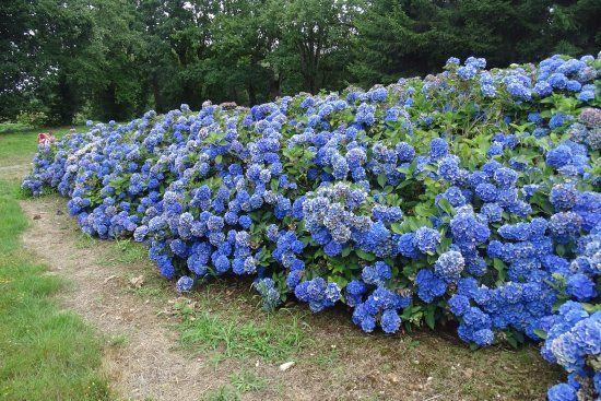 Circuit des Hortensias