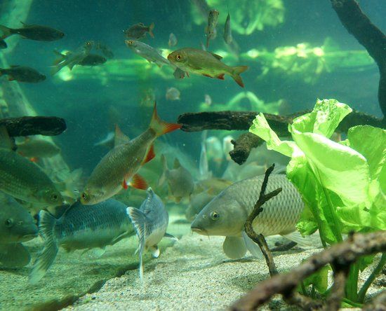 L'aquarium des Curieux de la Nature