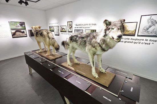 Le Musée du Loup
