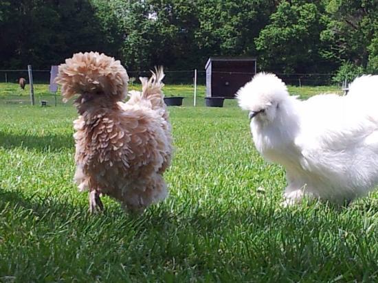 Les Ânes de Min Guen