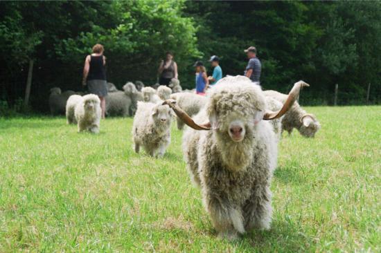 Mohair du Pays de Corlay