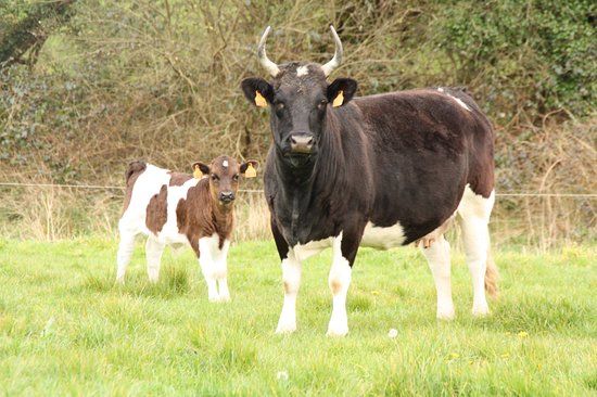 Ferme Le Buis Sonnant