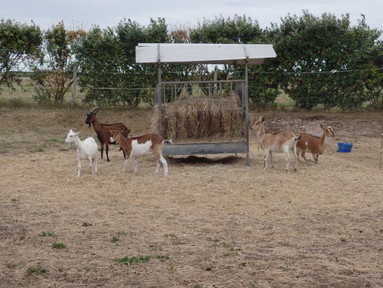 Chèvrerie de la Baie