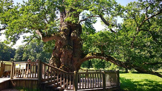 Le Chêne à Guillotin