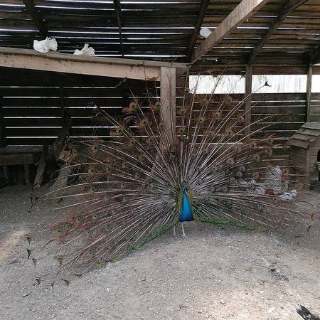 parc animalier de Saint Vougay