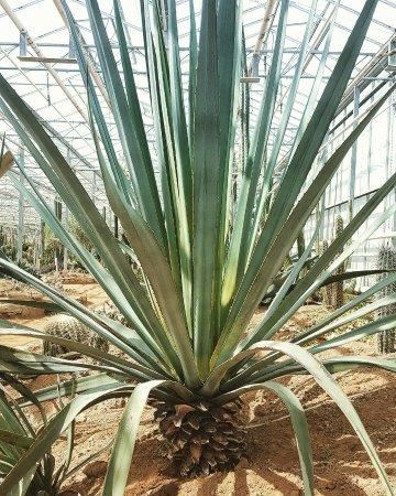 Cactuseraie de Creismeas