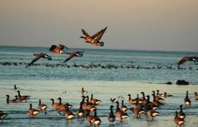 réserve naturelle nationale de la Baie de Saint-Brieuc