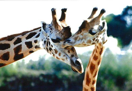 Parc Animalier et Botanique de Branféré