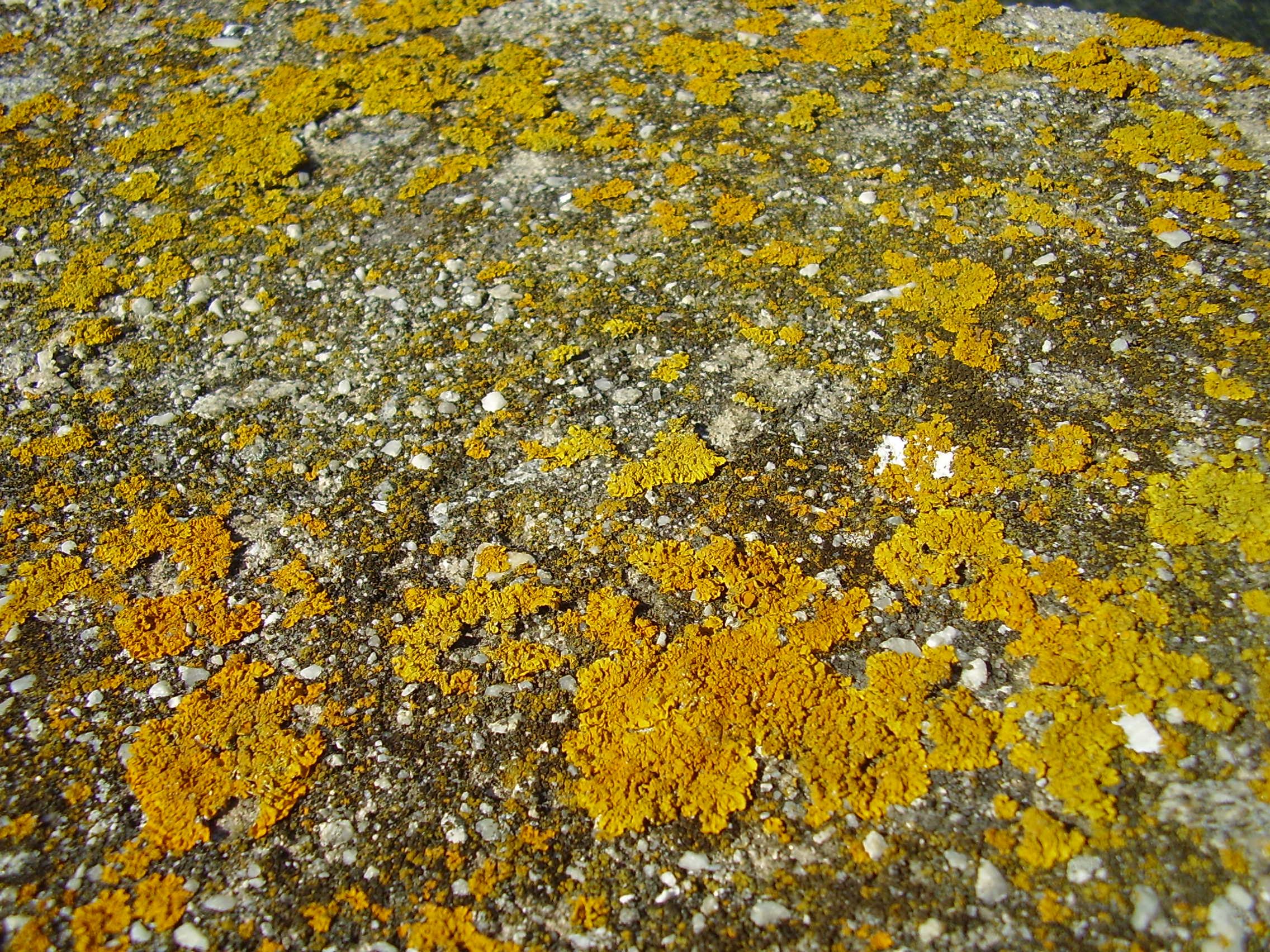 Jardin Exotique de Roscoff