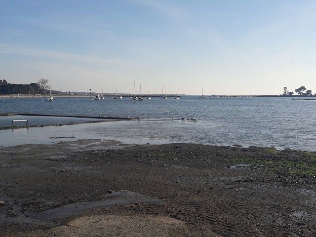 Les Viviers Forest EARL