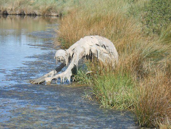 Réserve Naturelle Marais de Séné