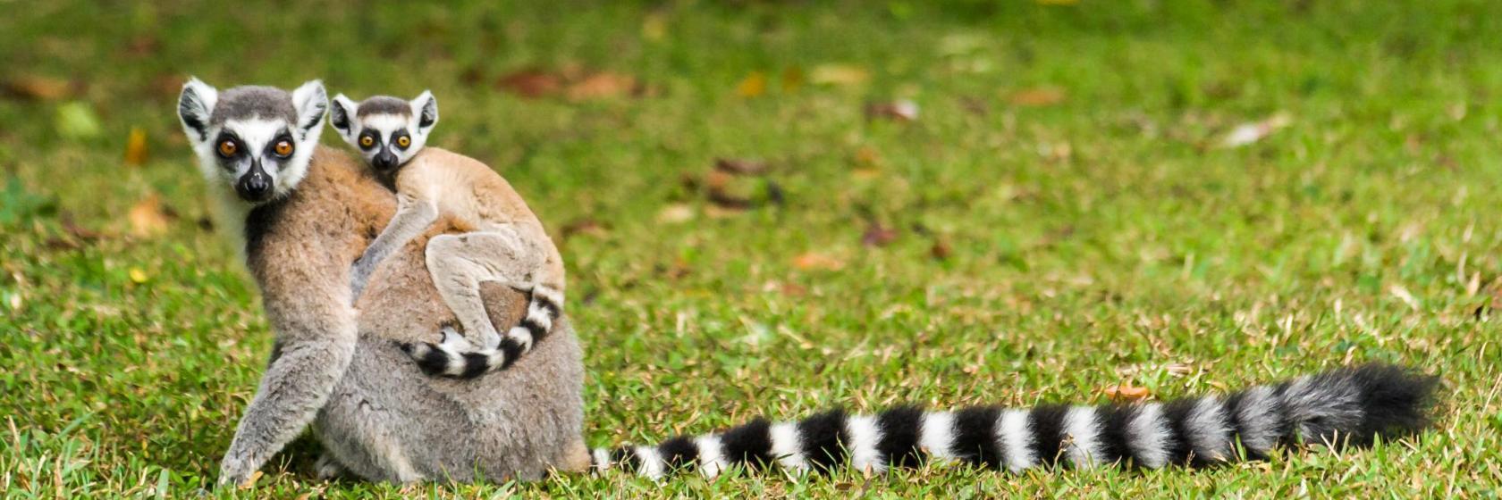 Parc animalier et botanique & Parcabout de Branféré